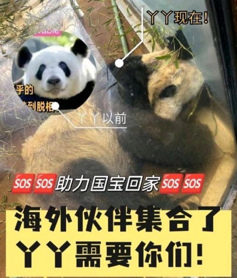四不像正版资料2025和4旅日大熊猫将回国与旅日20年熊猫将回国 视频