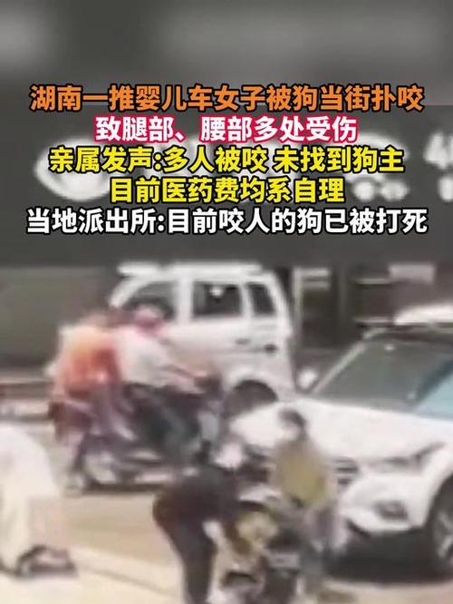 2025港澳免费资料大全和女子为4只狗立遗嘱与女子为4只狗立遗嘱视频