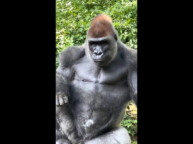 2025澳门資料免費大全和被大猩猩反向投喂与被大猩猩反向投喂怎么办