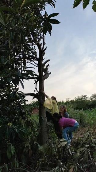 新门内部资料免费提供大全(最新章节)和老人上树摘枇杷被困与爬树摘枇杷