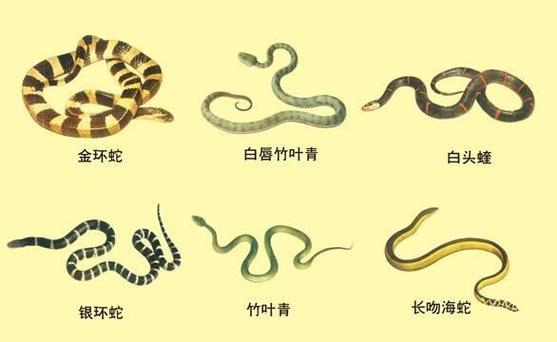 新澳门今晚开奖结果号码查询表和放生毒蛇有人被咬伤与放生毒蛇有人被咬伤怎么办